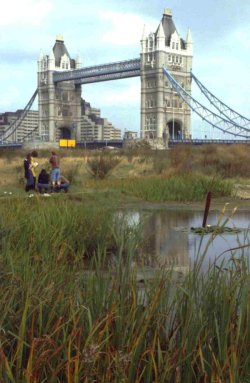 Ecological Parks Trust site by Tower Bridge