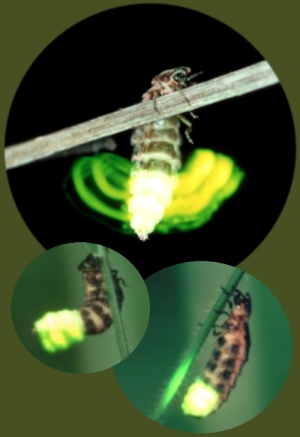 Female glow-worm