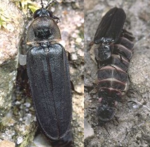 Male glow-worm / glow-worms mating