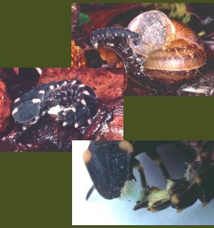 Glow-worm eating a snail and washing