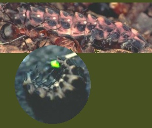 Glow-worm larva glowing